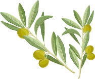 Şekil